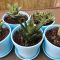 How Much Water Does a Succulent Plant Need?