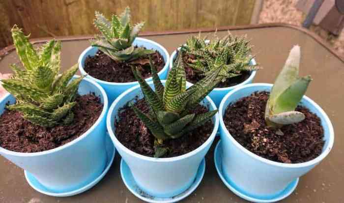 How much water does a succulent plant need