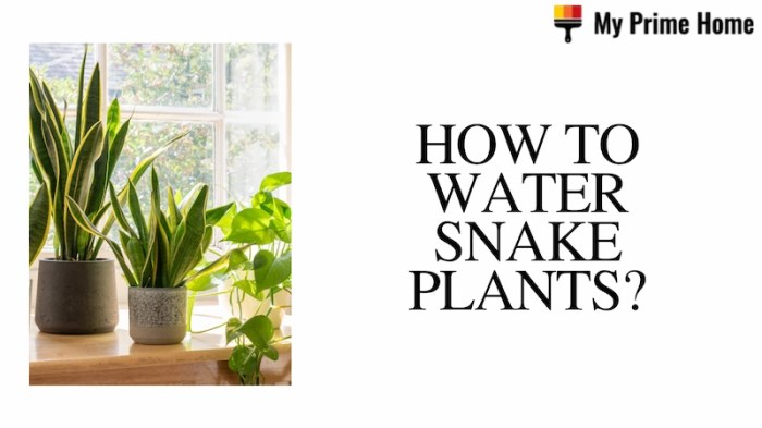 How to water snake plants