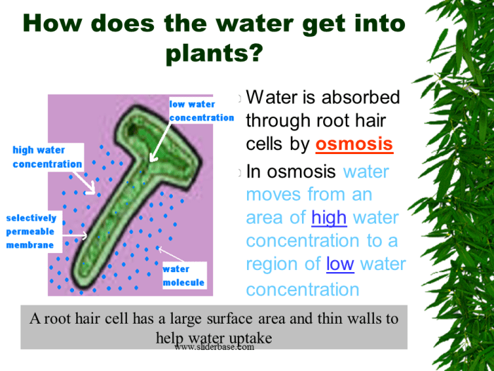 Where does the water enter the plant