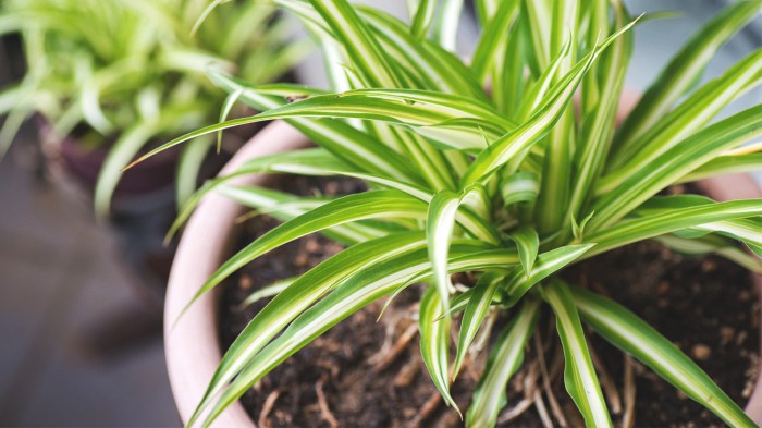 How often to water bamboo plant