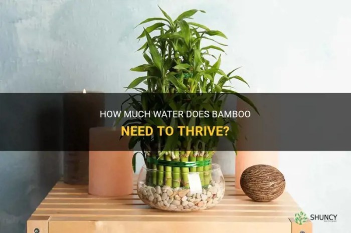 How often do you water a bamboo plant