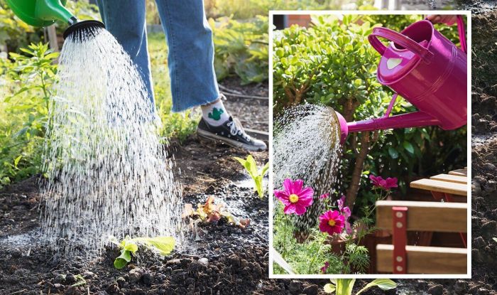 Tomatoes watering