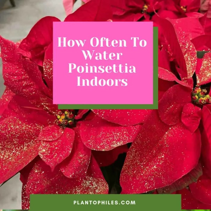 How often should water poinsettia plants