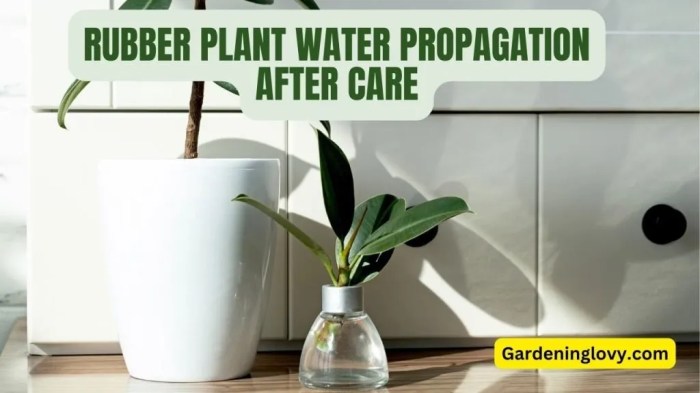 How often to water a rubber plant