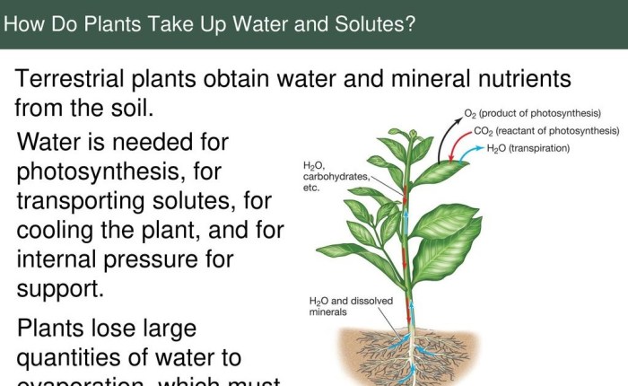 Why do plant sneed water