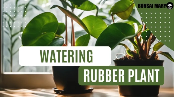 How often to water a rubber plant