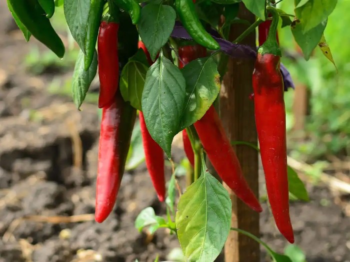 How often to water pepper plants