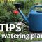 How to Water Plants on Vacation