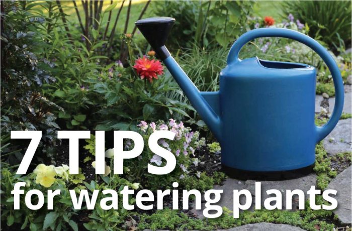 How to water plants on vacation