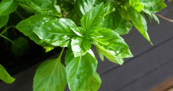 How often should you water a basil plant