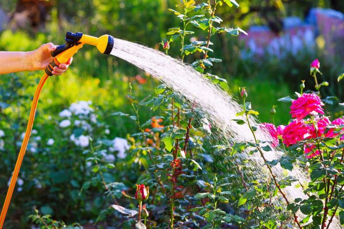 How do you water plants