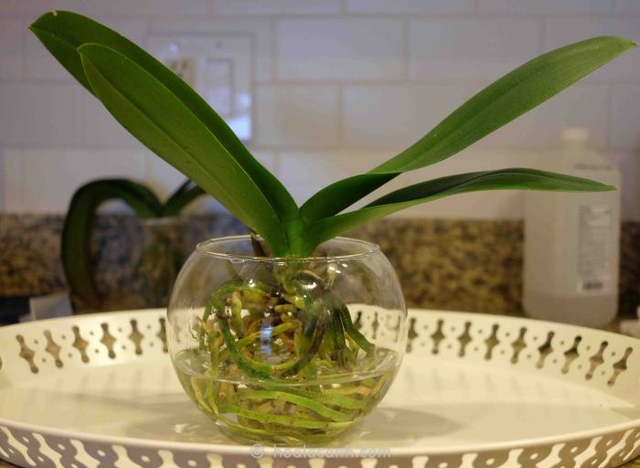 How do you water an orchid plant