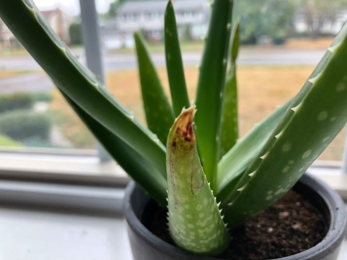 How often do you water aloe plants