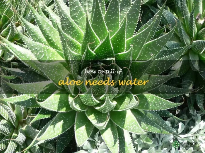 How often should i water an aloe plant