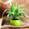 How Often to Water Spider Plant