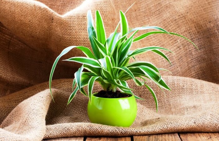 How often to water spider plant