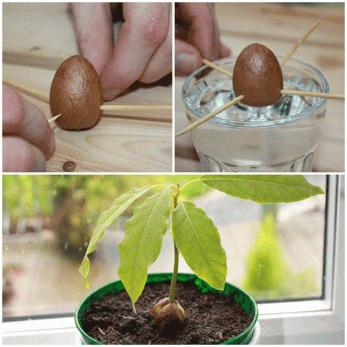 How to plant avocado seed in water