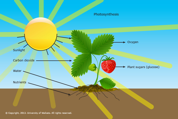 Diagram nutrients illustration root hair cell plant labeled water soil system