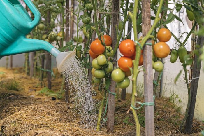 Do tomato plants need lots of water