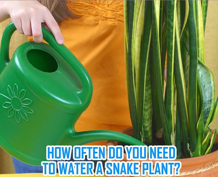 How often should you water a snake plant