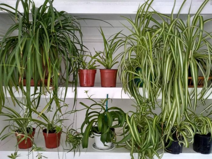 How much water does a spider plant need