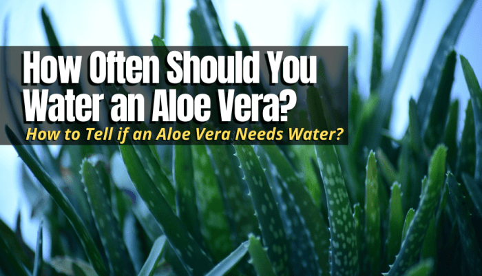 How much to water an aloe plant