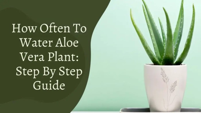 How often do you water aloe vera plants