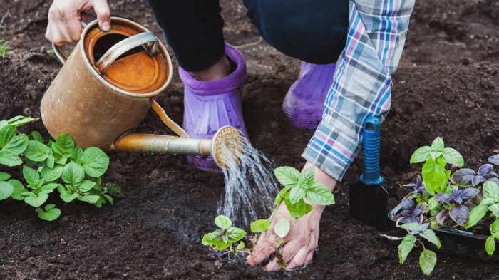 How much water does a basil plant need