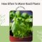 How Often Should You Water a Basil Plant?