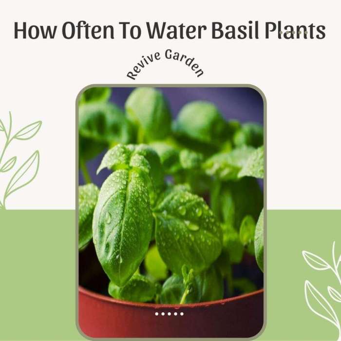 How often should you water a basil plant