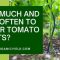 When to Water Tomato Plants