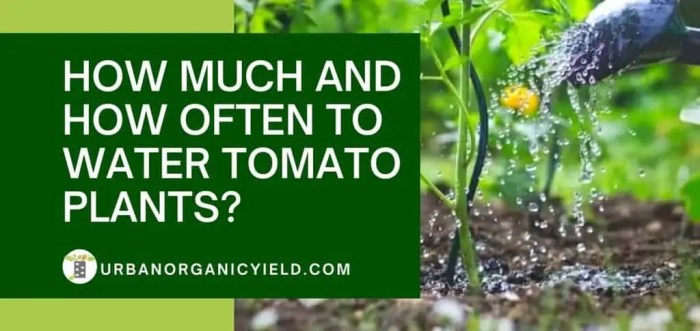 When to water tomato plants