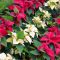 How Often Do You Water Poinsettia Plants?