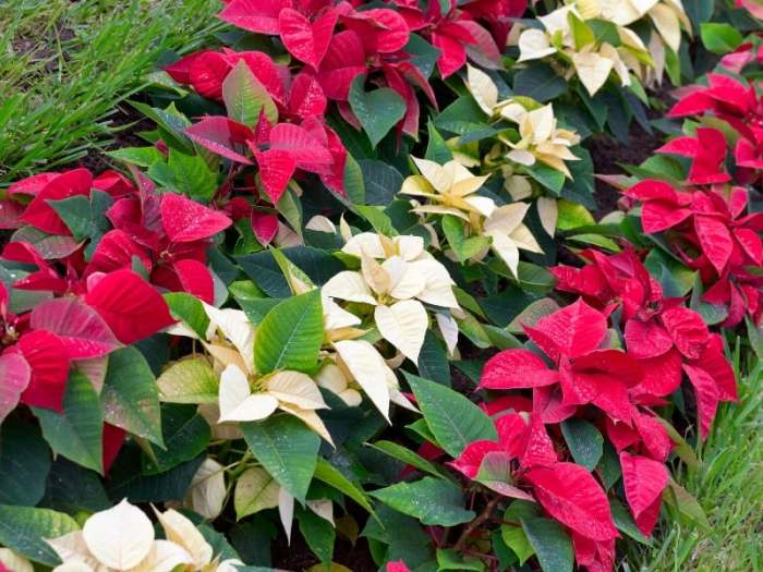 How often do you water poinsettia plants