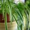 How Often Should You Water a Spider Plant?