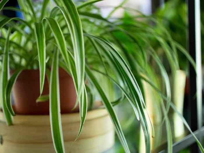 How often should you water a spider plant