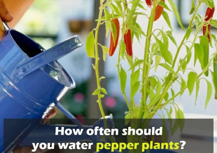 How often water plants