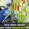 How Often to Water Pepper Plants