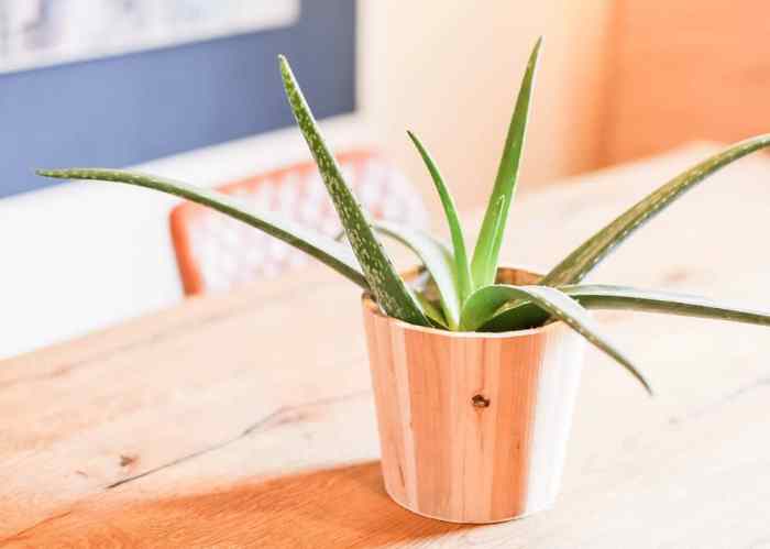 How much to water an aloe plant