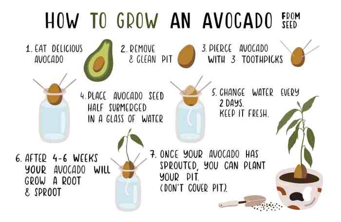 How to plant avocado seed in water