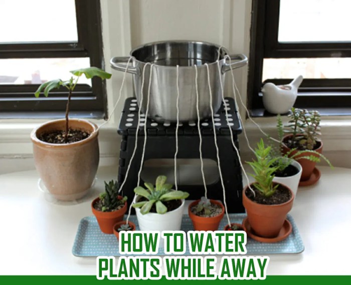 How can i water plants while away