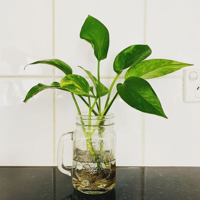 How to water a money plant