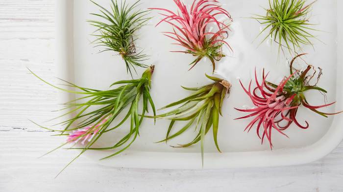 How often to water air plants