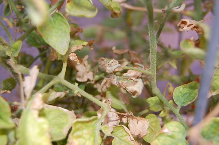 How often to water tomato plant