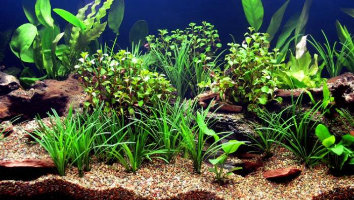 Is aquarium water good for plants