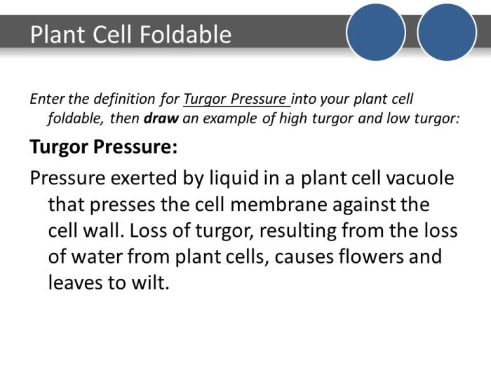 Why do plants love water in bio terms