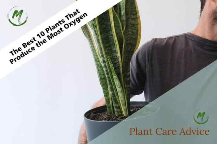 Which plant produce half the oxeygen water