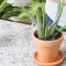 How Often Do You Water Aloe Plants?