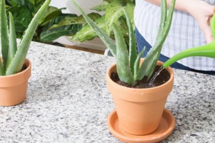 How often do you water aloe plants